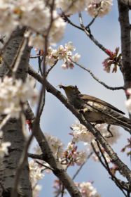 京都鴨川沿いの桜と野鳥